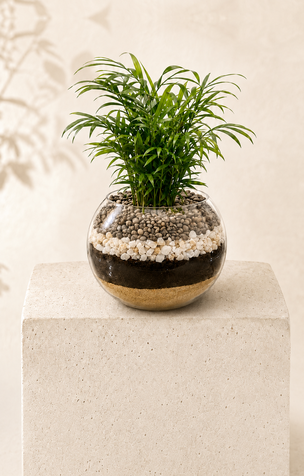 Bowl Chamaedorea, planta decorativa natural en bowl de vidrio