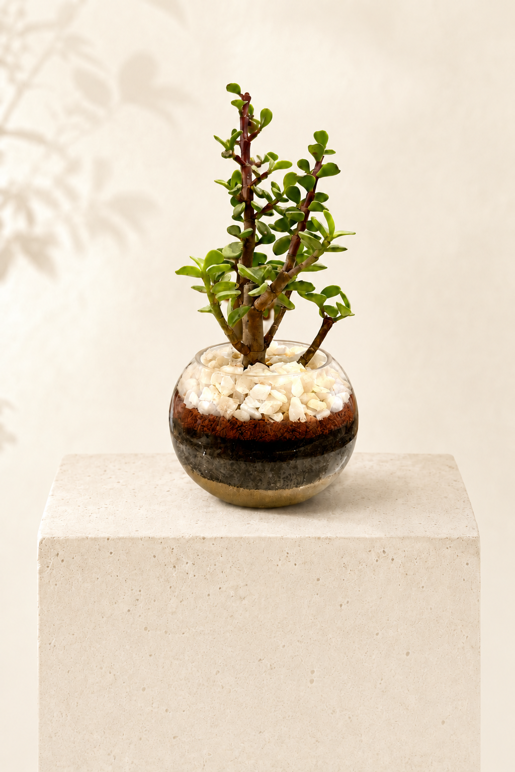 Mini Bowl Jade, planta decorativa de la abundancia en vidrio