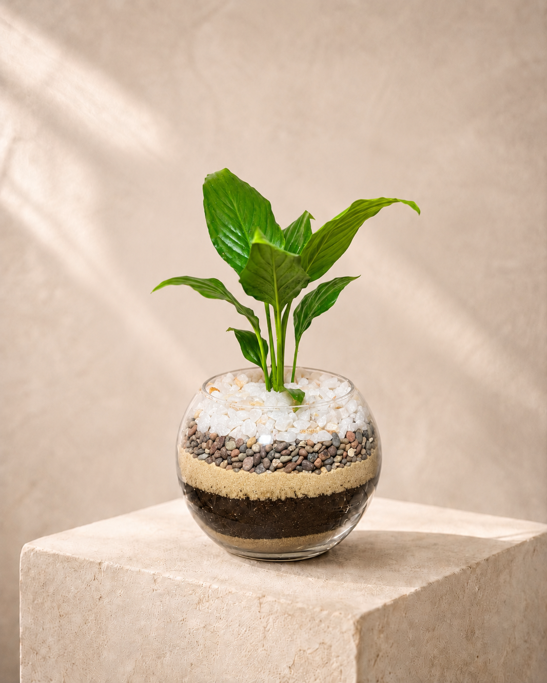 Bowl Lirio de la Paz, planta decorativa natural en bowl de vidrio