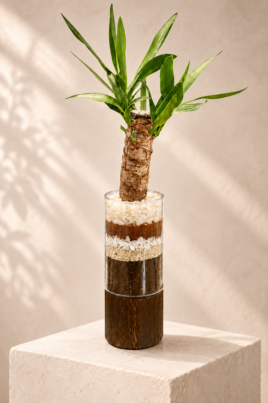 Torre Yuca, planta decorativa natural en bowl de vidrio